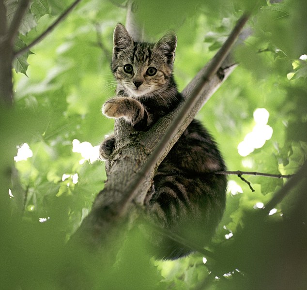 clipart cat in tree - photo #43
